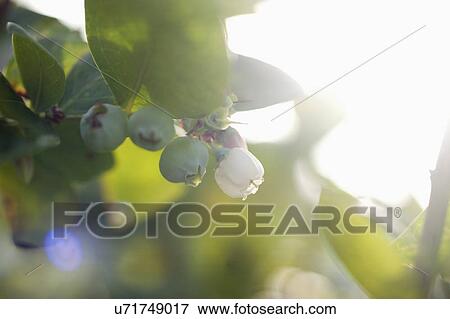 Close-up of buds View Large Photo Image Stock Photo - Close-up of buds. Fotosearch