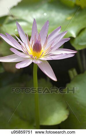 Stock Image - Close-up of flower. Fotosearch