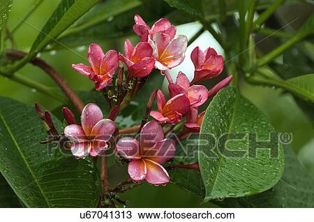 Close-up of flowers and leaves View Large Photo Image Stock Image - Close-up of flowers and leaves. Fotosearch