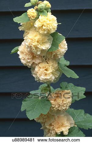 Close-up of fresh double Hollyhocks and leaves View Large Photo Image Stock Image - Close-up of fresh double Hollyhocks and leaves. Fotosearch