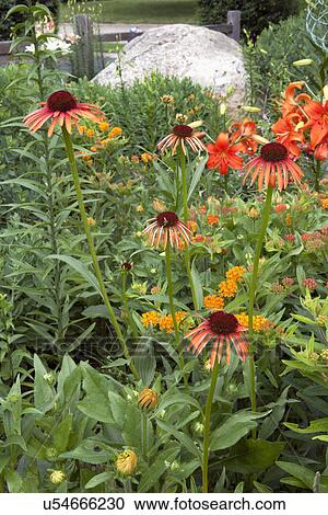Stock Image - Close-up of fresh flowers in park. Fotosearch