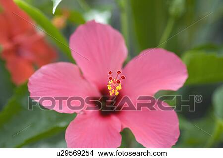 Close-up of Hibiscus flower View Large Photo Image Picture - Close-up of Hibiscus flower. Fotosearch