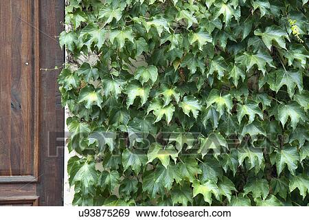 Close-up of ivy grown on wall, California, USA View Large Photo Image Stock Photo - Close-up of ivy grown on wall, California, USA. Fotosearch
