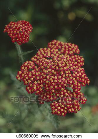 Close-up of paprika yarrow in bloom at garden View Large Photo Image Stock Photography - Close-up of paprika yarrow in bloom at garden. Fotosearch