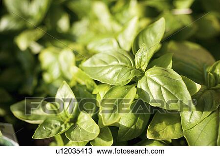 Close-up of plant leaves View Large Photo Image Stock Image - Close-up of plant leaves. Fotosearch
