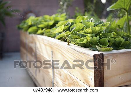Close-up of plants growing in a wooden box View Large Photo Image Stock Image - Close-up of plants growing in a wooden box. Fotosearch