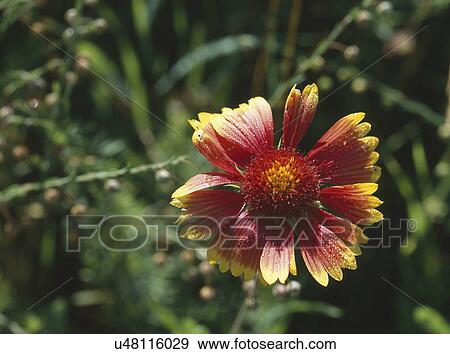Close-up of red and yellow sneezeweed blooming in garden View Large Photo Image Stock Photo - Close-up of red and yellow sneezeweed blooming in garden. Fotosearch