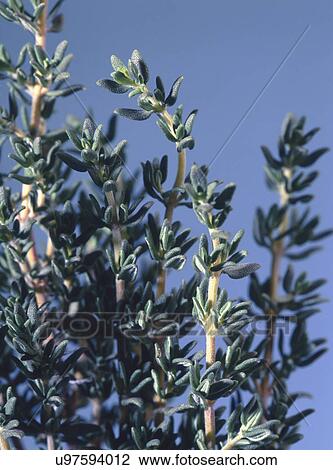 Stock Image - Close-up of thyme stems against blue sky. Fotosearch