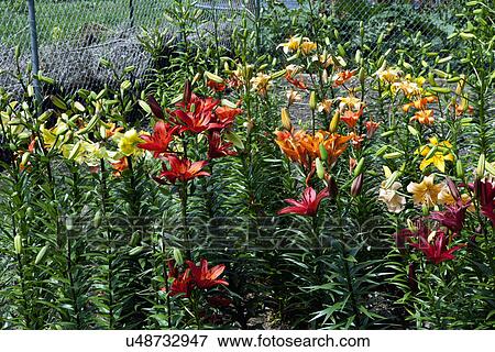 Stock Photo - Close-up of variety of flowers in park. Fotosearch