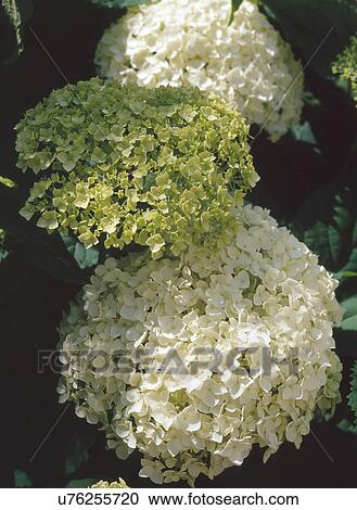 Close-up of white and green blooms of snowball hydrangea bush View Large Photo Image Stock Image - Close-up of white and green blooms of snowball hydrangea bush. Fotosearch
