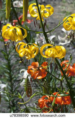 Close-up of yellow and orange flowers View Large Photo Image Stock Image - Close-up of yellow and orange flowers. Fotosearch