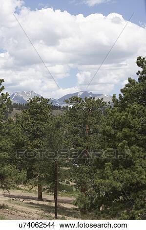 Picture - COLORADO TRAVEL: Mountain view, summer day, cloud cover, pine trees, Estes Park. Fotosearch