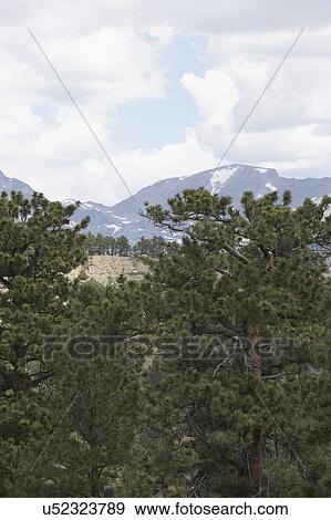 Stock Photo - COLORADO TRAVEL: Mountain view, summer day, cloud cover, pine trees, Estes Park. Fotosearch
