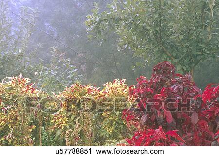Colorful basil and sage in herb garden on the grounds of the Culinary Institute, California View Large Photo Image Stock Image - Colorful basil and sage in herb garden on the grounds of the Culinary Institute, California. Fotosearch