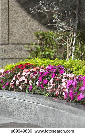 Stock Photograph - Colorful flowers blooming in garden. Fotosearch