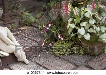 Picture - CONTAINER GARDEN: Close up of terra cotta pot with caladiums, fuschia, moss, patterned bricks, part of sculpture. Fotosearch