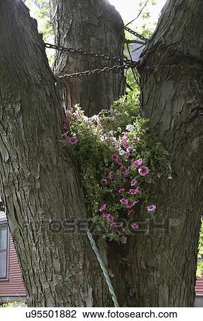 CONTAINER GARDEN: Petunias sit within the crook of a tree View Large Photo Image Stock Image - CONTAINER GARDEN: Petunias sit within the crook of a tree. Fotosearch