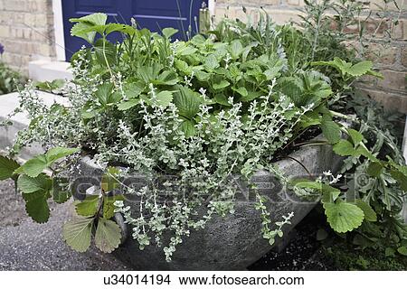Picture - CONTAINER GARDENS: Potage herb garden outside the back door in an oval cement planter close up. Fotosearch