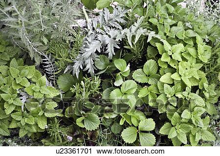 Stock Image - CONTAINER GARDENS: Potage herb garden outside the back door, close up on plants. Fotosearch