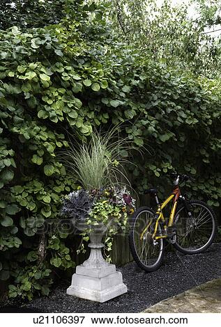 Stock Photo - CONTAINER GARDENS: Urns filled with fall flowers, climbing hydrangea on fence along gravel path, bicycle leans on fence. Fotosearch