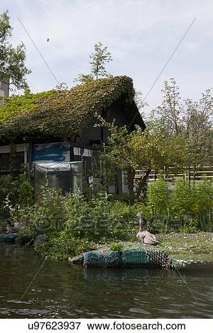 Stock Photo - Cottages with roof covered in creepers. Fotosearch