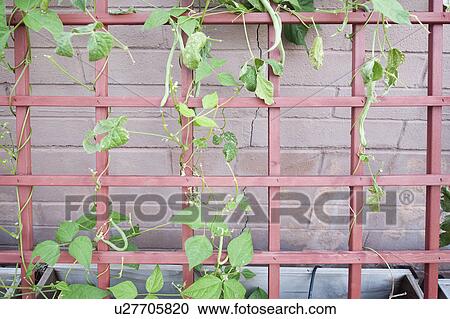 Creepers growing in yard View Large Photo Image Stock Image - Creepers growing in yard. Fotosearch