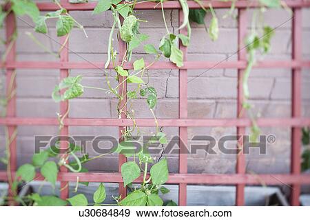 Creepers growing in yard View Large Photo Image Stock Photo - Creepers growing in yard. Fotosearch