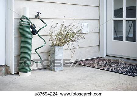 Picture - Curled up garden hose by tap in yard. Fotosearch