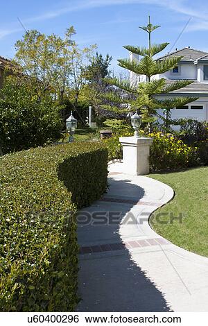 Curved hedge along curving sidewalk in lawn, Laguna Beach, California, USA View Large Photo Image Stock Photograph - Curved hedge along curving sidewalk in lawn, Laguna Beach, California, USA. Fotosearch