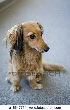 Picture - Cute dog sitting on floor, Albiano d'Ivrea, Italy. Fotosearch