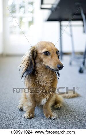 Picture - Cute dog sitting on floor, Albiano d'Ivrea, Italy. Fotosearch