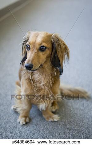 Cute dog sitting on floor, Albiano d'Ivrea, Italy View Large Photo Image Picture - Cute dog sitting on floor, Albiano d'Ivrea, Italy. Fotosearch