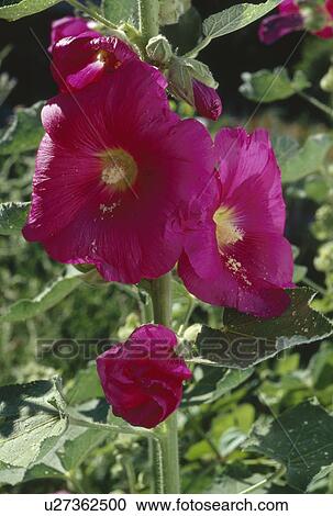 Deep pink hollyhocks blooming in garden View Large Photo Image Stock Image - Deep pink hollyhocks blooming in garden. Fotosearch