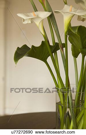 Detail calla lilies in vase; Carpinteria; California; USA View Large Photo Image Stock Image - Detail calla lilies in vase; Carpinteria; California; USA. Fotosearch