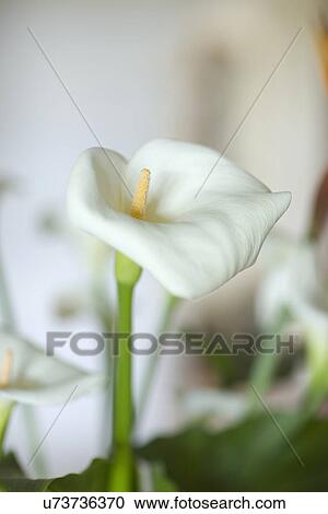 Detail calla lily; Carpinteria; California; USA View Large Photo Image Stock Image - Detail calla lily; Carpinteria; California; USA. Fotosearch