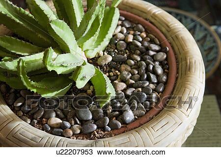 Stock Image - Detail of cactus plant in pot; Irvine; California; USA. Fotosearch
