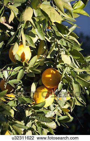 Detail of oranges on orange tree; Irvine; California; USA View Large Photo Image Stock Image - Detail of oranges on orange tree; Irvine; California; USA. Fotosearch