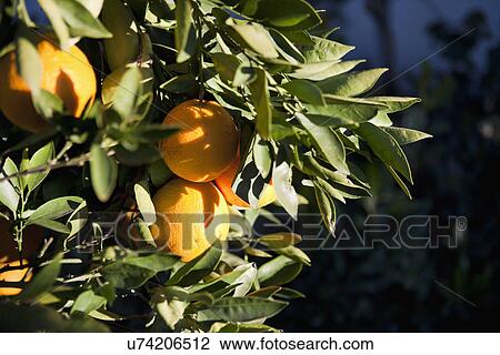 Stock Image - Detail of oranges on orange tree; Irvine; California; USA. Fotosearch