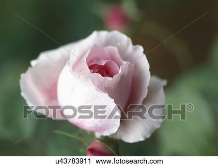 Stock Image - Detail of pink rose. Fotosearch