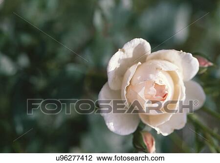 Stock Image - Detail of pink rose. Fotosearch