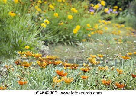 Detail orange flowers in garden; Cardiff by the Sea; California; USA View Large Photo Image Stock Image - Detail orange flowers in garden; Cardiff by the Sea; California; USA. Fotosearch
