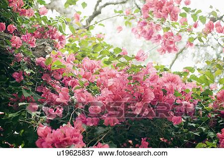 Stock Photo - Detail pink flowers on bush; Cardiff by the Sea; California; USA. Fotosearch