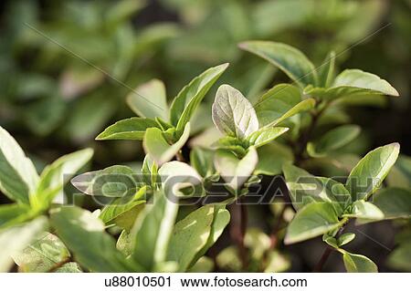 Stock Image - Detail shot of green plant leaves. Fotosearch