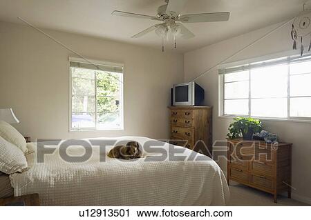 Dog relaxing on bed in traditional bedroom, San Diego, California, United States of America View Large Photo Image Stock Image - Dog relaxing on bed in traditional bedroom, San Diego, California, United States of America. Fotosearch