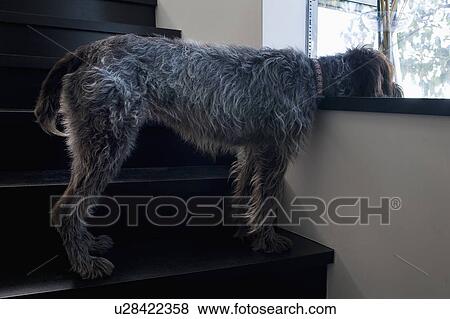 Dog resting his head on windowsill, San Diego, California, USA View Large Photo Image Stock Photo - Dog resting his head on windowsill, San Diego, California, USA. Fotosearch