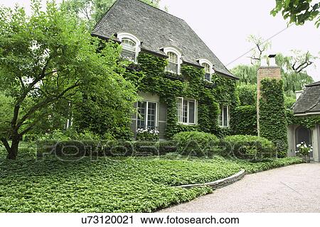 Exterior view of residential structure with ivy on walls View Large Photo Image Stock Image - Exterior view of residential structure with ivy on walls. Fotosearch