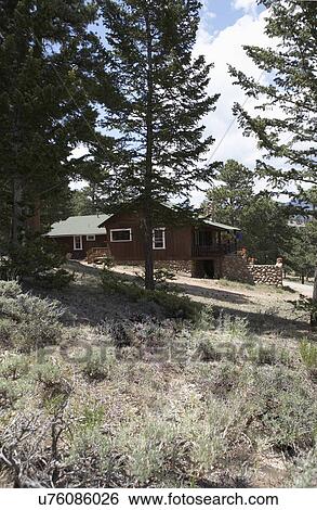 Stock Photograph - EXTERIORS: Dark brown cabin used as summer home in Colorado, stone foundation, pine trees. Fotosearch