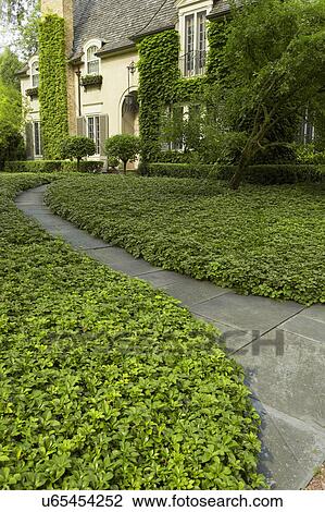 EXTERIORS: Ivy covered French Normandy style home, angle view, bluestone walkway through dense ground cover, to front entrance, tree to right side, ivy covered chimney, window boxes on second floor View Large Photo Image Stock Image - EXTERIORS: Ivy covered French Normandy style home, angle view, bluestone walkway through dense ground cover, to front entrance, tree to right side, ivy covered chimney, window boxes on second floor. Fotosearch