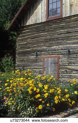 EXTERIORS: Log building close up. Yellow Marigolds in front of shed wall of logs and boards, Scandinavian farm outbuildings View Large Photo Image Picture - EXTERIORS: Log building close up. Yellow Marigolds in front of shed wall of logs and boards, Scandinavian farm outbuildings. Fotosearch