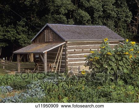 Stock Photo - EXTERIORS: Log Building near garden. Horizontal, close version, vegetable and sunflower garden, old ladder, porch, . Fotosearch